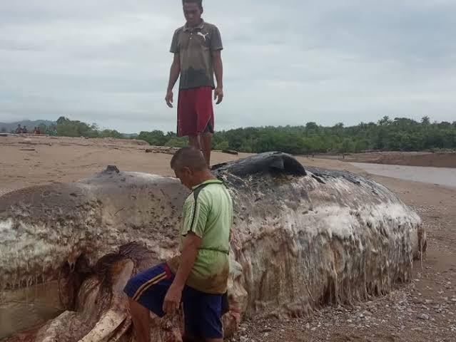 Bangkai Ikan Paus 12 Meter Terdampar di Pantai Sulamu NTT