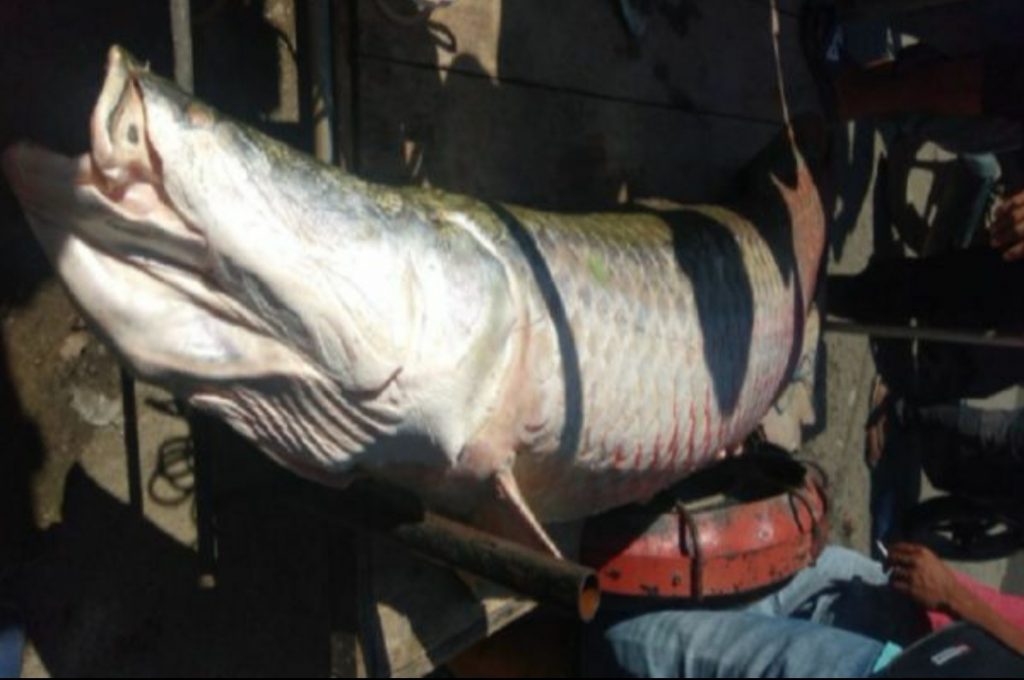 Penampakan Ikan Raksasa saat Banjir Hebohkan Warga Lhokseumawe