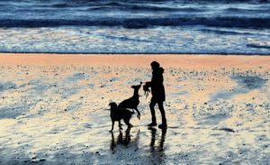 Spanyol Pertimbangkan Soal Hak Asuh Anjing bagi Pasangan Bercerai