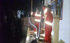 Masuk Rumah Warga, Ular Sanca Sepanjang 3 Meter Ditangkap Petugas Damkar