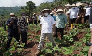 Teten: Kacang Koro Pedang Jadi Alternatif Kurangi Impor Kedelai