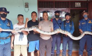 Ular Sanca 3 Meter di Bekasi Nangkring di Atas Rumah Warga