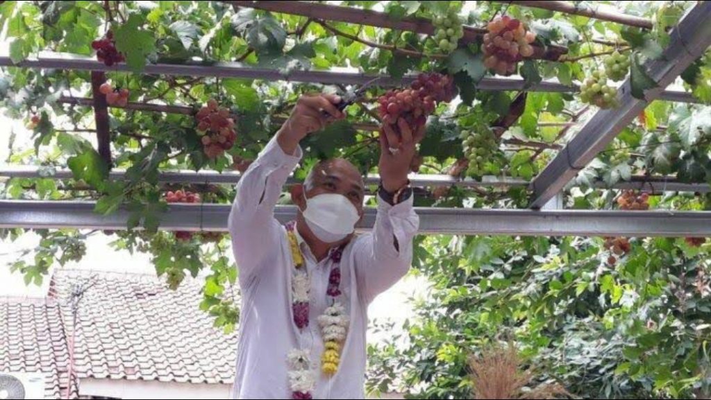 Budidaya Anggur, Pemkot Jaktim Siap Panen Oktober 2022