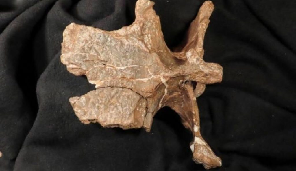 Fosil Dinosaurus Ditemukan di Argentina