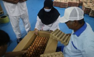 Indonesia Kembali Ekspor Telur Tetas Ayam ke Myanmar