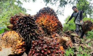 Fadli Zon: Akibat Akumulasi, Tata Kelola Sawit di Indonesia Amburadul