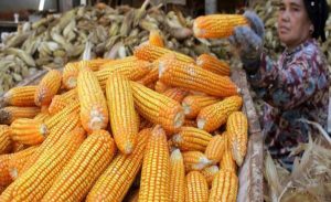 Bulog Siap Menyimpan Cadangan Jagung Nasional