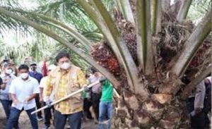 Panen Sawit di Riau, Indonesia Kuasai 58 Persen Pangsa Pasar Dunia