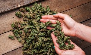 Tertipu Beli Ganja, Pria di Palembang Ini Tidak Ditahan Polisi