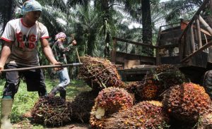 Pemerintah Hanya Larang Ekspor RBD Palm Olein, CPO Masih Boleh