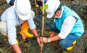 PLN Tanam Bibit Mangrove di Sekitar Outfall PLTU