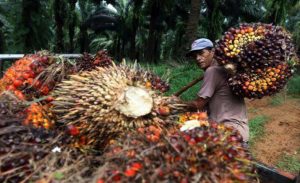 Larangan Ekspor Minyak Sawit Bisa Bikin Indonesia Kehilangan Devisa USD3 Miliar