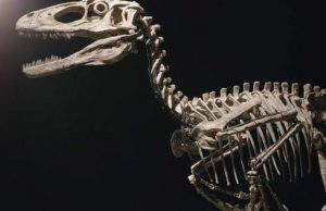 Fosil Dinosaurus yang Menginspirasi Film Jurassic Park Terjual Rp181 Miliar