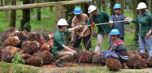 Indonesia Rayu Jerman, Buka Peluang Kerja Sama Hilirisasi Sawit