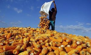 Industri Pangan RI Butuh 1,6 Juta Ton Jagung di Tahun 2022