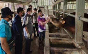 Wabah Penyakit Mulut dan Kuku di Aceh Makin Meluas