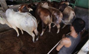 11 Sapi di Kotawaringin Barat Positif PMK