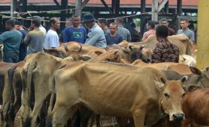 Omset Peternak Sapi di Gorontalo Turun 50 Persen akibat Dampak PMK