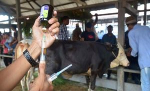 Kementan Mulai Produksi Vaksin PMK