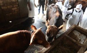 Wabah PMK, Hewan Ternak di 5 Daerah Dilarang Keluar Kandang