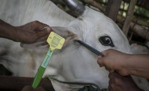 Pemerintah Bentuk Satgas dan Percepat Vaksinasi Bagi Hewan Ternak yang Terdampak PMK