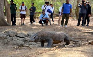 Pengunjung Pulau Komodo akan Dibatasi
