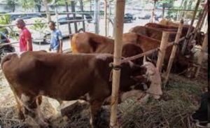 Kementan Pastikan 2,3 Juta Ternak Siap Jadi Hewan Kurban