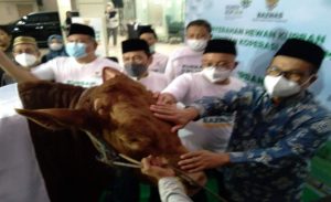 BAZNAS RI Terima Sapi Hewan Kurban Dari Kemenkop UKM