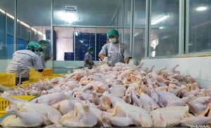 Indonesia Ekspor Perdana Ayam ke Singapura