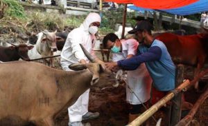 44.414 Ternak di Aceh Sembuh dari Wabah PMK