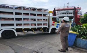 Pengiriman 160 Ekor Babi ke Jakarta Digagalkan
