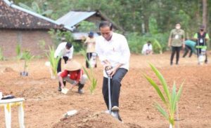Jokowi Ajak Masyarakat Tanam Cabai di Pekarangan Rumah