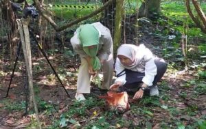 Wow! Bunga Rafflesia Arnoldi Pertama Kali Tumbuh di Kebun Raya Bogor