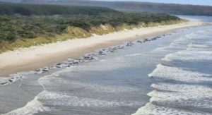 Ratusan Paus Pilot Terdampar di Pantai Tasmania