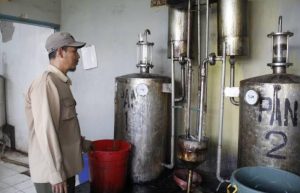 Perhutani akan Penuhi Kebutuhan Minyak Kayu Putih Nasional
