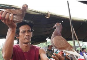 Bandar Bravo Arena, Gelar Lomba Merpati Kolong Piala Menteri Koperasi dan UKM Berhadiah Ratusan Juta