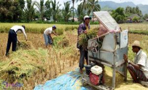 3 Tahun Terakhir, Produksi Padi di Jawa Timur Terus Menurun
