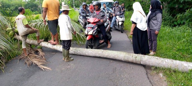 Seorang Kakek Tertimpa Pohon Kelapa di Temanggung