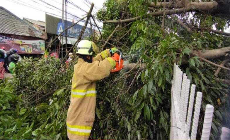 Warga Cianjur Diminta Waspada Pohon Tumbang Akibat Angin Kencang