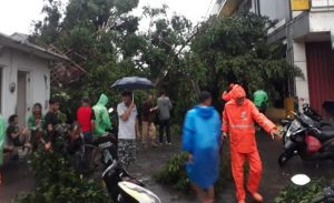 Hujan Deras, Pohon di Kalibata dan Pasar Minggu Tumbang