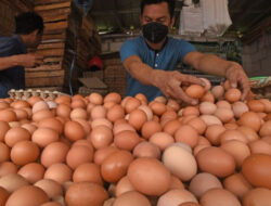 Malaysia Akhirnya Impor Telur Ayam dari India