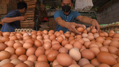 Tak Terkendali, Harga Telur Ayam Tembus Rp30 Ribu/Kg