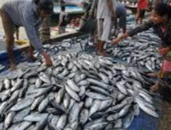Maluku, Provinsi Keempat Termiskin Jadi Lumbung Ikan