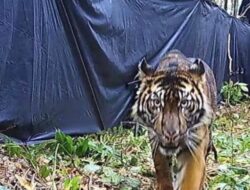 Harimau Terkam 4 Orang di Gunung Sempali Aceh Selatan