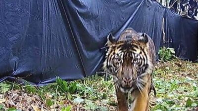 Harimau Terkam 4 Orang di Gunung Sempali Aceh Selatan
