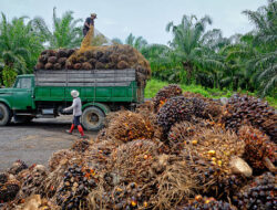 Malaysia serta Indonesia Mengancam Setop Ekspor Sawit ke Eropa