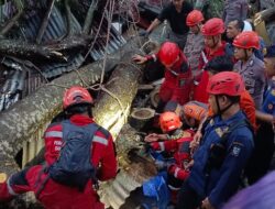 Tertimpa Pohon Tumbang, 3 Pemotor di Gunungkidul Terluka