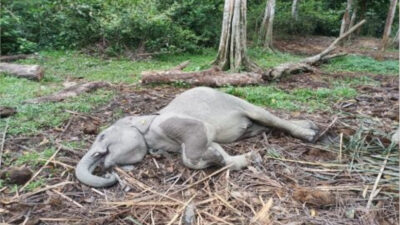 Gajah Penghuni TWA Buluh Cina Riau Mati Terserang Virus