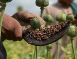 Produksi Opium di Myanmar Meningkat Tajam Usai Kudeta