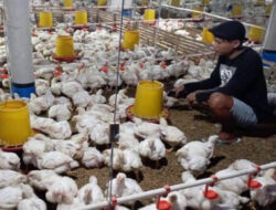Kementan Ajak Ombudsman Turun Tangan Bantu Peternak Ayam yang Terjerat Utang